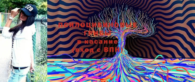 Псилоцибиновые грибы Magic Shrooms  mega ССЫЛКА  Братск 